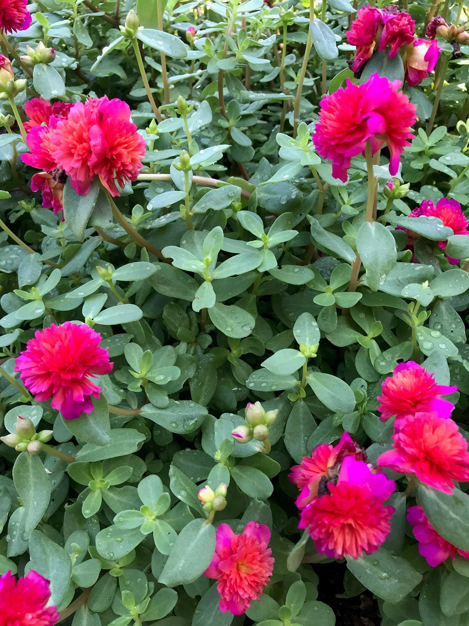Several dark pink flowers dot a growing bush.